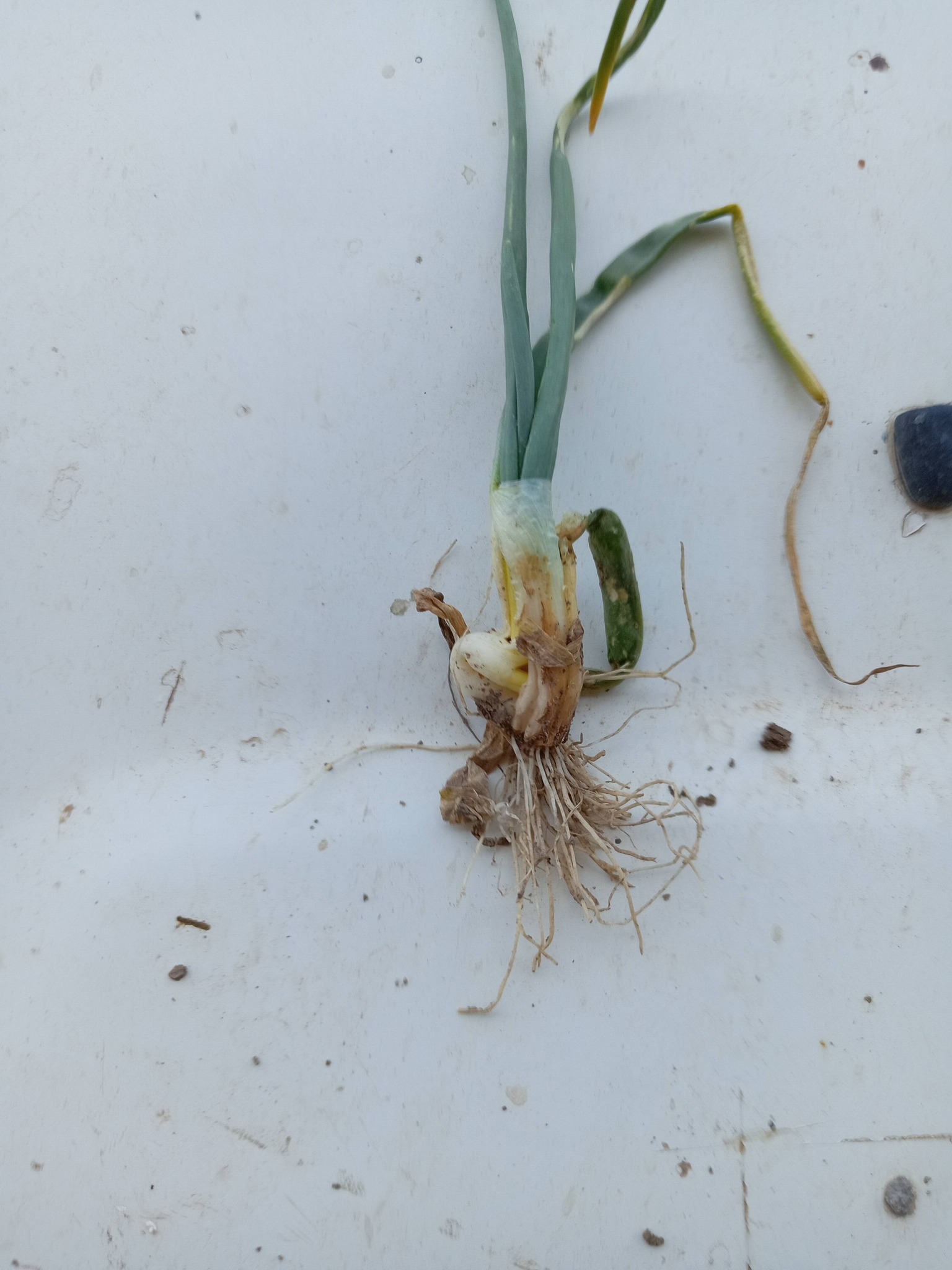 ايه العلاج للمرض ده